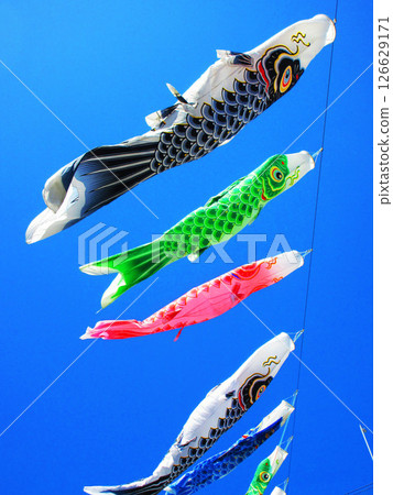 埼玉縣川口市川口芝川鯉魚旗節，鯉魚旗與藍天交相輝映的美麗景色（2025年拍攝） 126629171