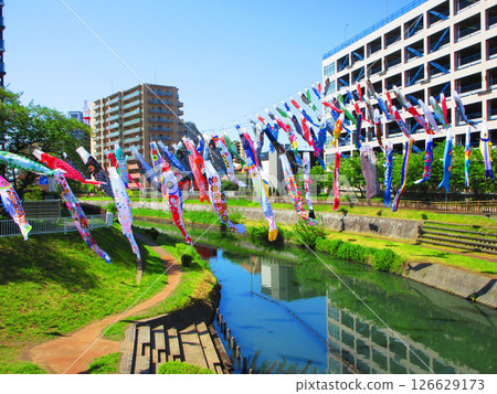 埼玉縣川口市川口芝川鯉魚旗節，鯉魚旗與藍天交相輝映的美麗景色（2025年拍攝） 126629173