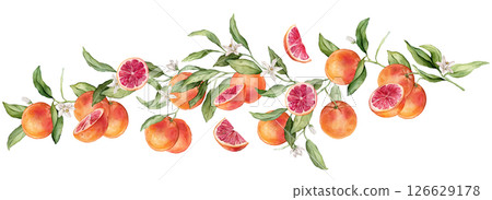 Grapefruit big Branch with white flowers and half fruit. Hand drawn watercolor illustration of orange red tropical citrus Food on white isolated background. Drawing of grapefruit tree with leaves 126629178