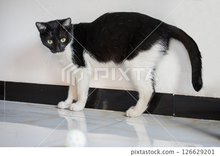 Playful black and white color cat standing on floor at home Playful black and white color cat standing on floor at home 126629201