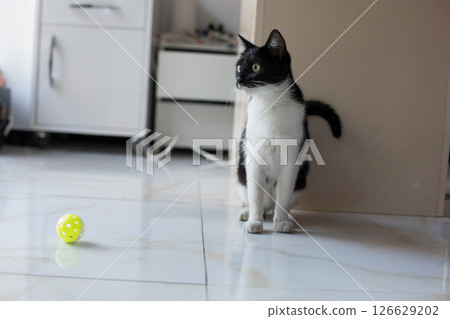 Young playful cat playing yellow ball at home Young playful cat playing yellow ball at home 126629202