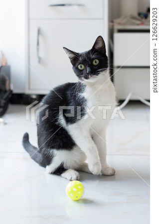 Cute playful cat playing yellow ball at home 126629203
