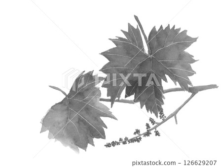 Grape leaves and still small fruits drawn with watercolors Monotone illustration material [hand-drawn] White background Copy space available 126629207