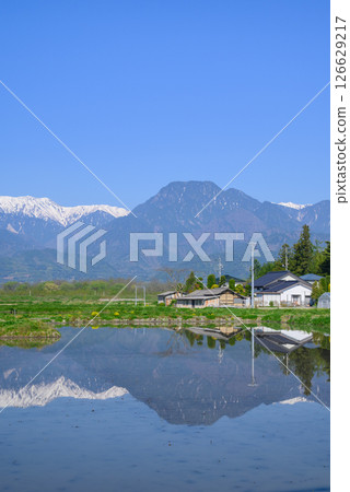 Paddy fields and the Northern Alps [Ikeda-cho, Kitaazumi-gun] 126629217
