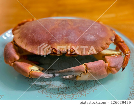 Top view or flat lay of a single cooked large Dungeness crab on dark blue plate with white wooden table underneath 126629459