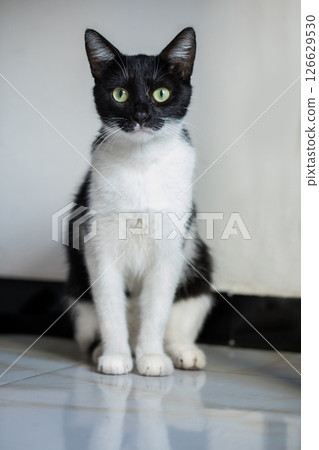 Smart cat looking at camera indoor. Black and white kitten at home Smart cat looking at camera indoor. Black and white kitten at home 126629530