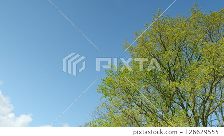 A Bright Green Tree Standing Out Vibrantly Against a Clear and Beautiful Blue Sky 126629555