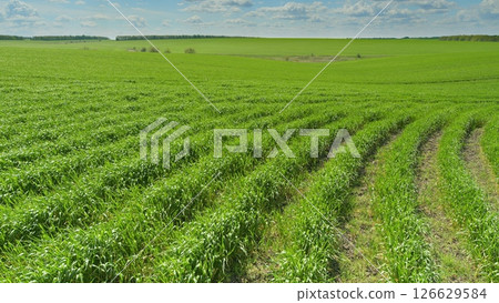 A Beautiful Lush Green Field Filled with Rows of Vibrant Crops Beneath a Clear Blue Sky 126629584