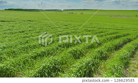 A Beautiful and Vibrant Green Field Spreading Out Under a Bright and Clear Sky Above A Beautiful and Vibrant Green Field Spreading Out Under a Bright and Clear Sky Above 126629585
