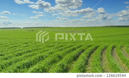 A Beautiful Lush Green Agricultural Landscape Flourishing Under Clear Blue Skies 126629594