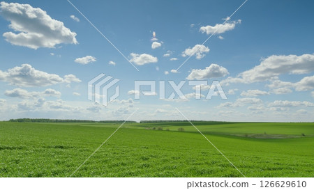 Vibrant and Lush Green Fields Expanding Beneath a Bright Blue Sky Adorned with Fluffy Clouds 126629610
