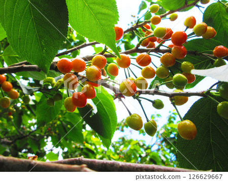 A landscape with ripe cherries 126629667