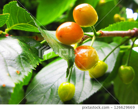 A landscape with ripe cherries 126629669