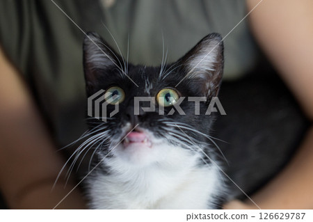 Funny black and white color cat in girls hand indoor 126629787