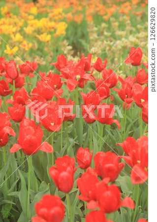 Red tulip 126629820