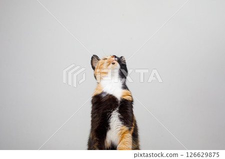 Kitten looking up at copy cpase on white banner background 126629875