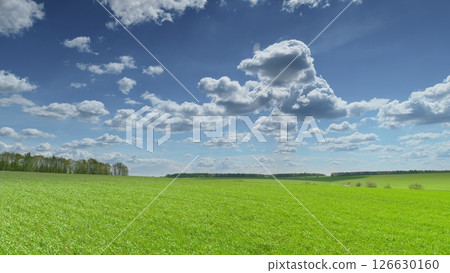 Vibrant Green Fields that Stretch Under a Clear Blue Sky Decorated with Fluffy White Clouds Time lapse. 126630160