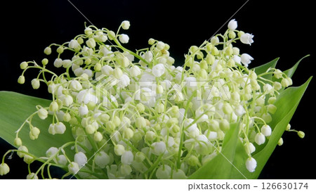 A beautifully arranged Delicate Lily of the Valley Bouquet displayed on a Black Background Time lapse. 126630174