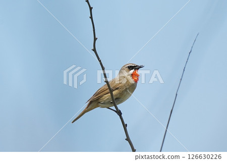 A male Siberian blue-and-white flycatcher perched on a branch 126630226