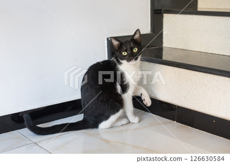 Adorable cat indoor. Black and white kitten at home Adorable cat indoor. Black and white kitten at home 126630584