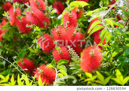Fresh Bottlebrush 16 126630594