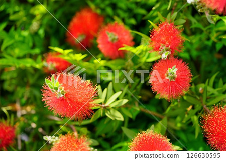 Fresh Bottlebrush (Callistair) 12 126630595