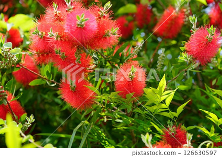 Fresh Bottlebrush 14 126630597