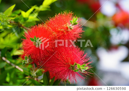 Fresh Bottlebrush 15 126630598