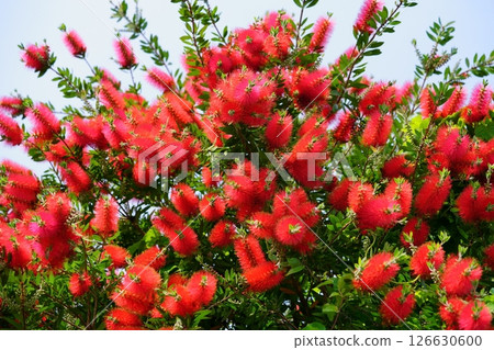 A large bottlebrush tree in the garden 6 A large bottlebrush tree in the garden 6 126630600