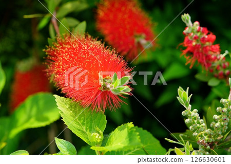 Fresh Bottlebrush 9 126630601