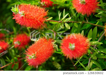 Fresh Bottlebrush (Callistair) 10 126630602