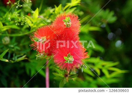 Fresh Bottlebrush 11 126630603