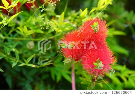 Fresh bottlebrush (Callistair) 4 126630604