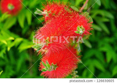 Fresh bottlebrush (Callistair) 5 126630605