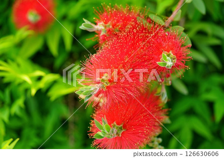 Fresh bottlebrush (Callistair) 6 126630606