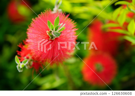 Fresh bottlebrush (Callistair) 8 126630608