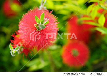 新鮮洗瓶刷（Callistair）1 126630609