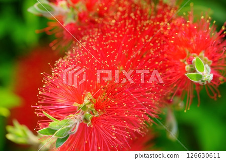 Fresh bottlebrush (Callistair) 3 126630611
