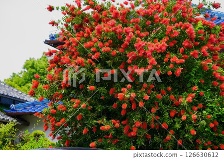 A large bottlebrush tree (Callistair) in the garden 1 126630612