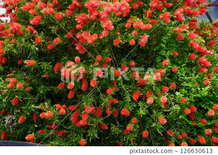 A large bottlebrush tree (Kinpoju) in the garden 2 126630613