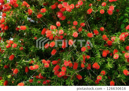 花園裡有一棵大金寶樹(Kinpoju)3 花園裡有一棵大金寶樹(Kinpoju)3 126630616