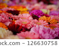 Gerbera floating in water 126630758