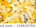 fallen leaves of ginkgo 126630760