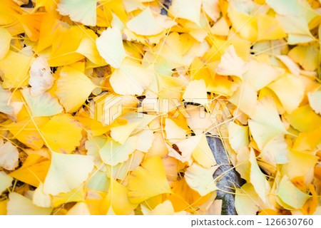 fallen leaves of ginkgo fallen leaves of ginkgo 126630760
