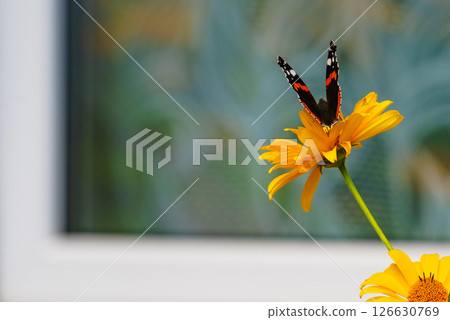 Orange flower with butterfly 126630769