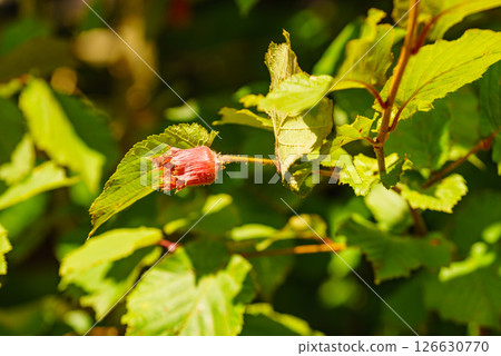 Hazelnut grow on tree in garden. Hazelnut grow on tree in garden. 126630770
