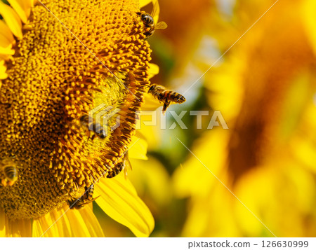 Honey bee collecting pollen at yellow flower. close up Honey bee collecting pollen at yellow flower. close up 126630999