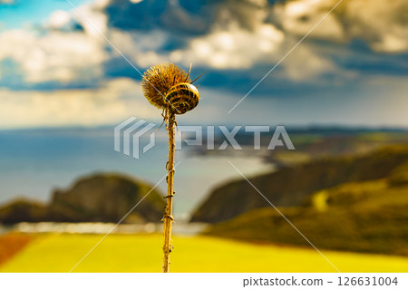Dry plant with snail against coast at Cabo Penas, Asturias Spain 126631004