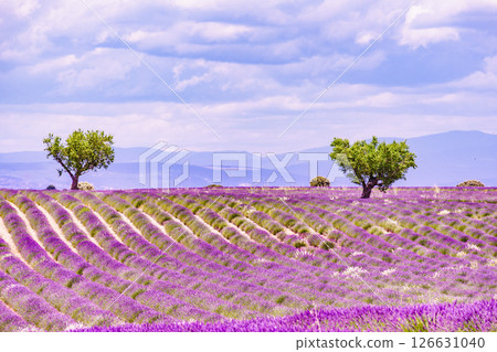 Provence landscape with lavender fields, France 126631040