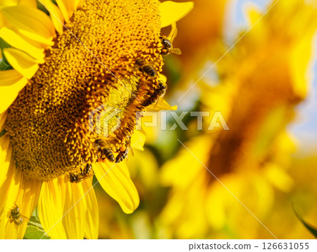 Honey bee collecting pollen at yellow flower. close up Honey bee collecting pollen at yellow flower. close up 126631055